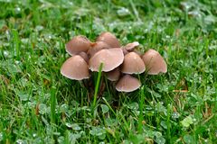 Pilzgruppe auf einer Wiese nach dem Regen