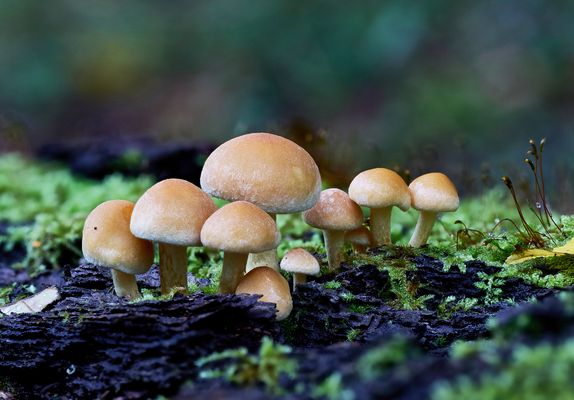 Pilzgruppe auf Holz im Moos