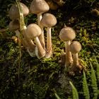 Pilz_Gruppe 