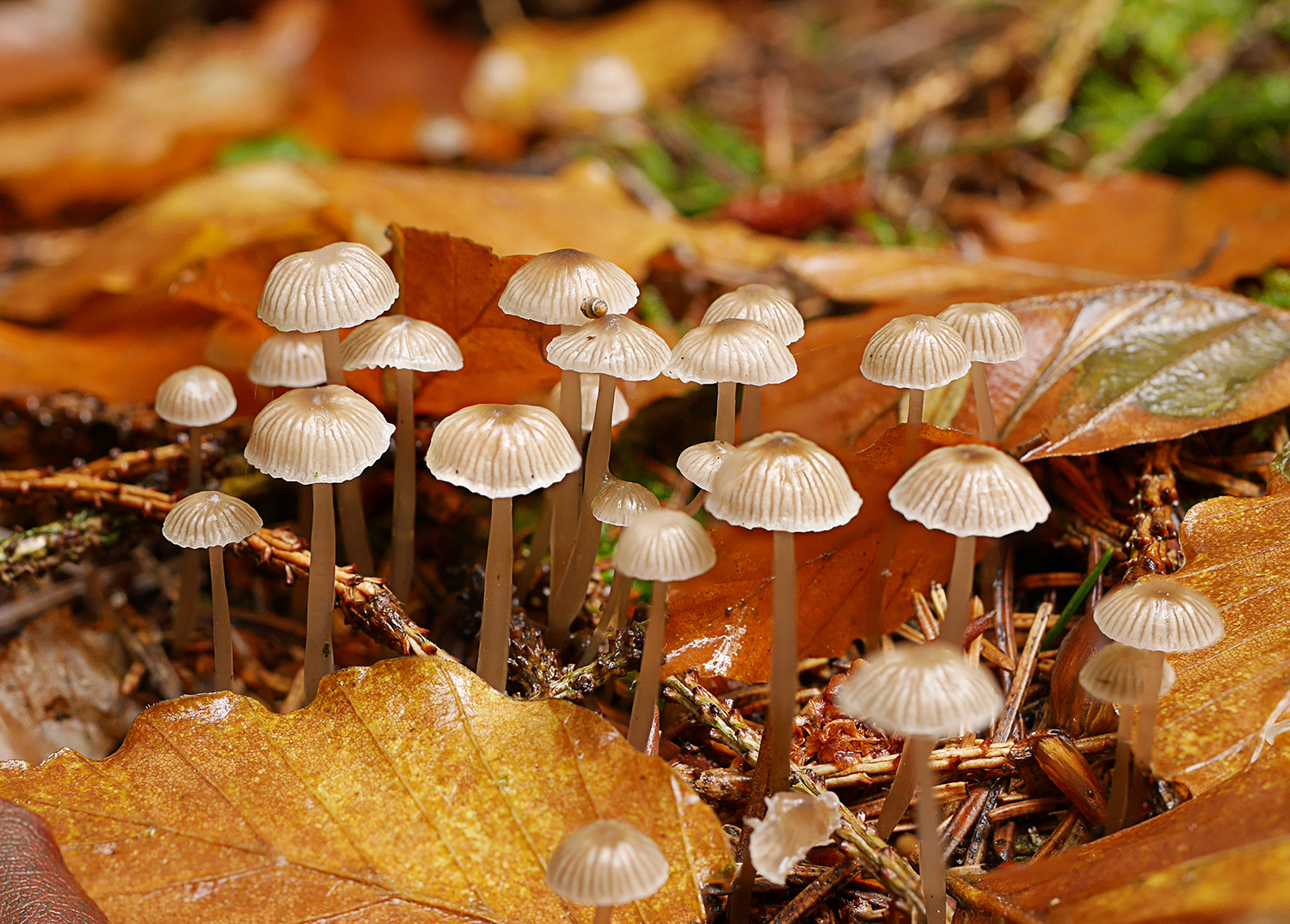 Pilzgruppe im Eifelwald