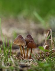 Pilzgruppe im Garten