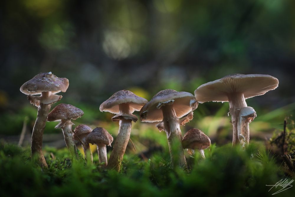 Pilzgruppe im Gegenlicht