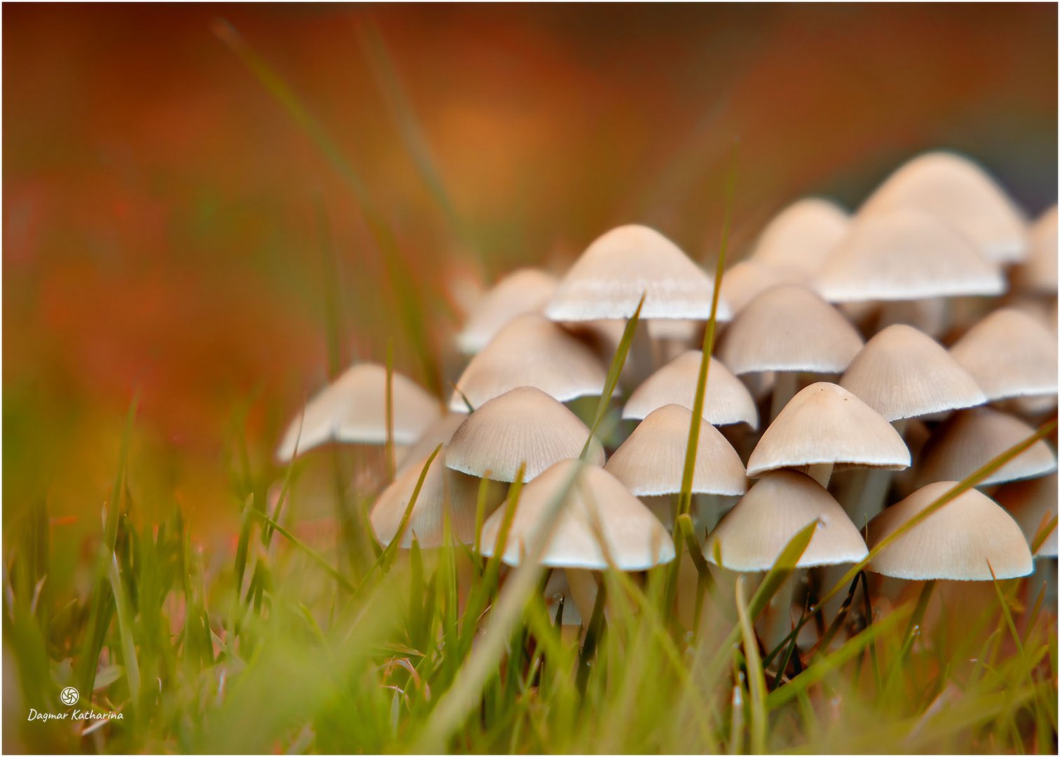 Pilzgruppe im Herbstkleid