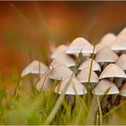 Pilzgruppe im Herbstkleid