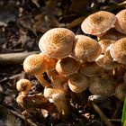 Pilzgruppe im Herbstwald