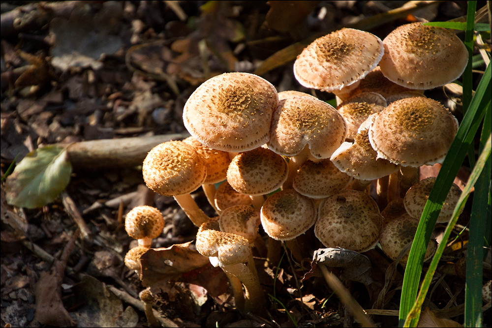 Pilzgruppe im Herbstwald