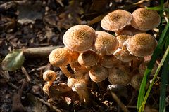 Pilzgruppe im Herbstwald