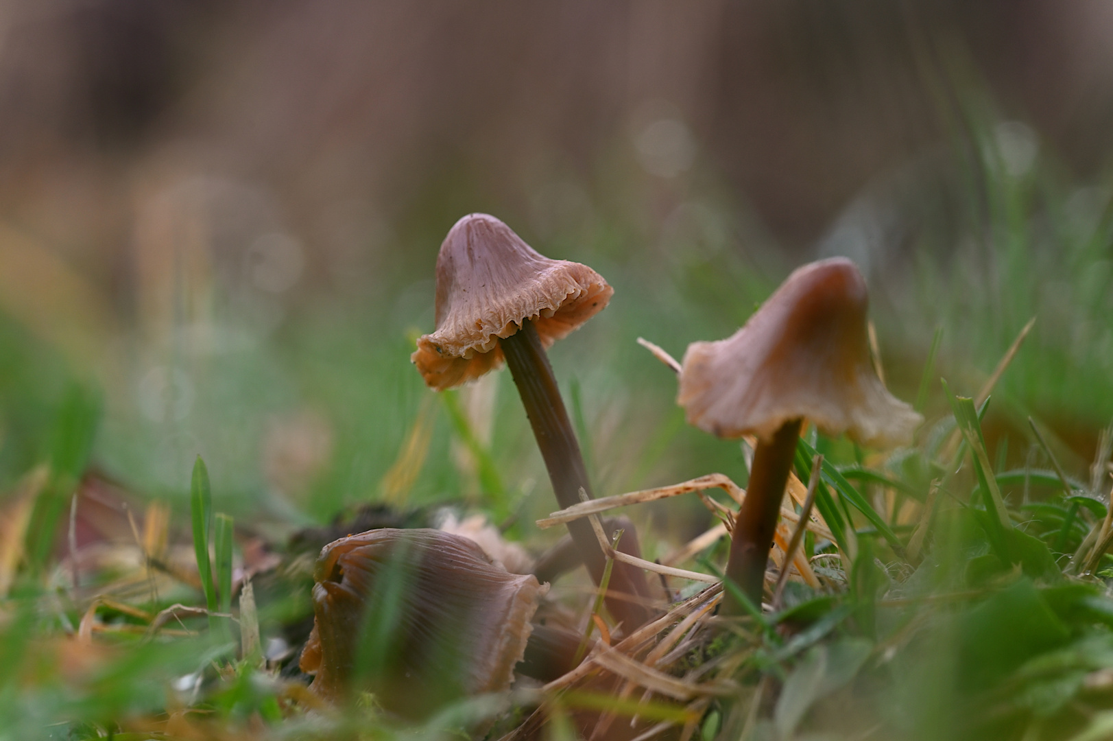 Pilzgruppe im Regen