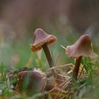 Pilzgruppe im Regen