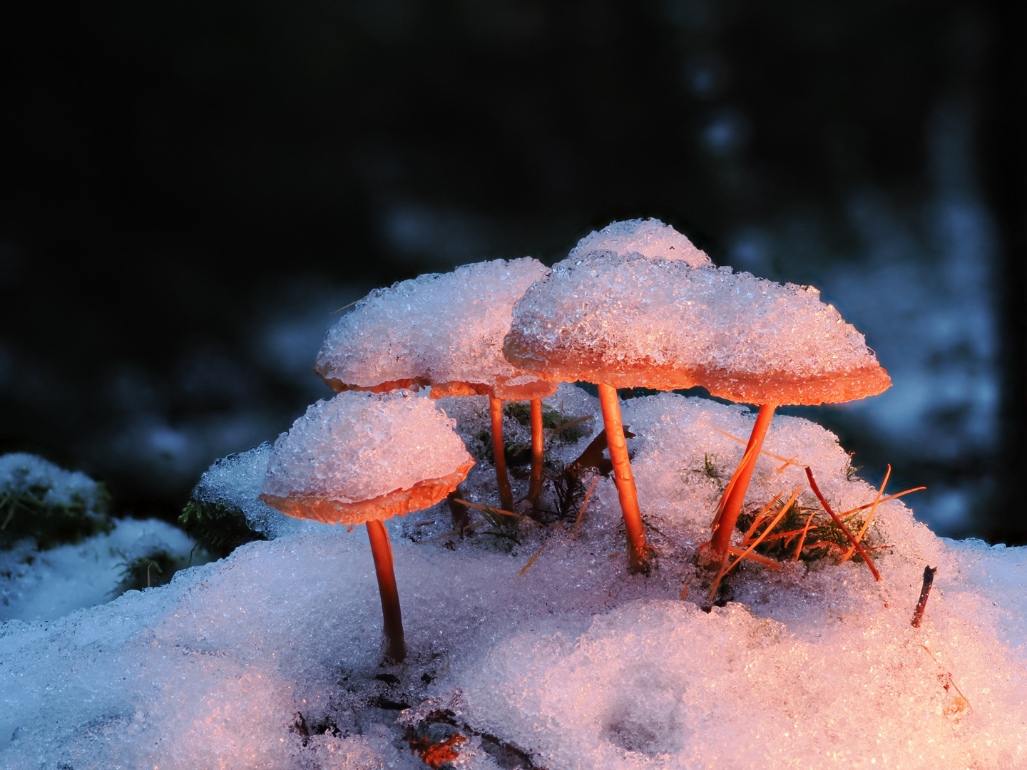Pilzgruppe im Schnee