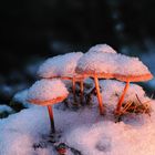 Pilzgruppe im Schnee