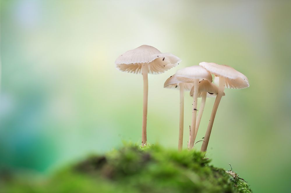 Pilzgruppe im Wald