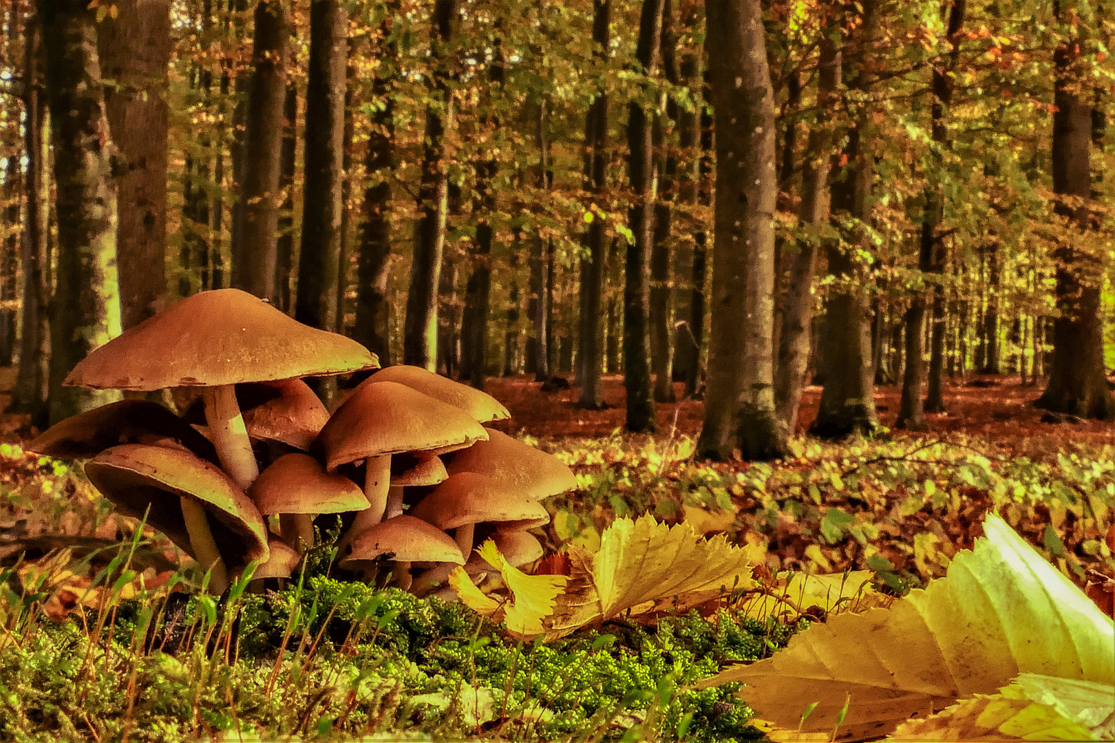 Pilzgruppe im Wald