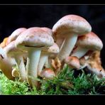 Pilzgruppe im Wald