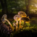 Pilzgruppe im Wald von der Sonne beleuchtet