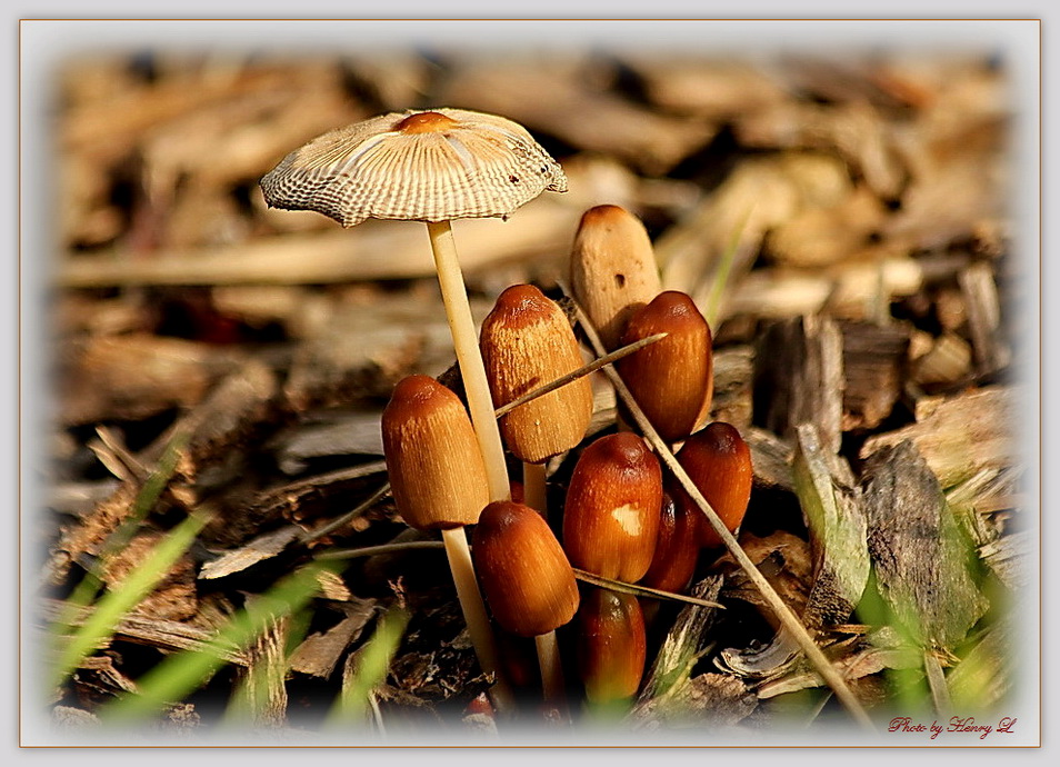 Pilzgruppe in der Frühlingsonne