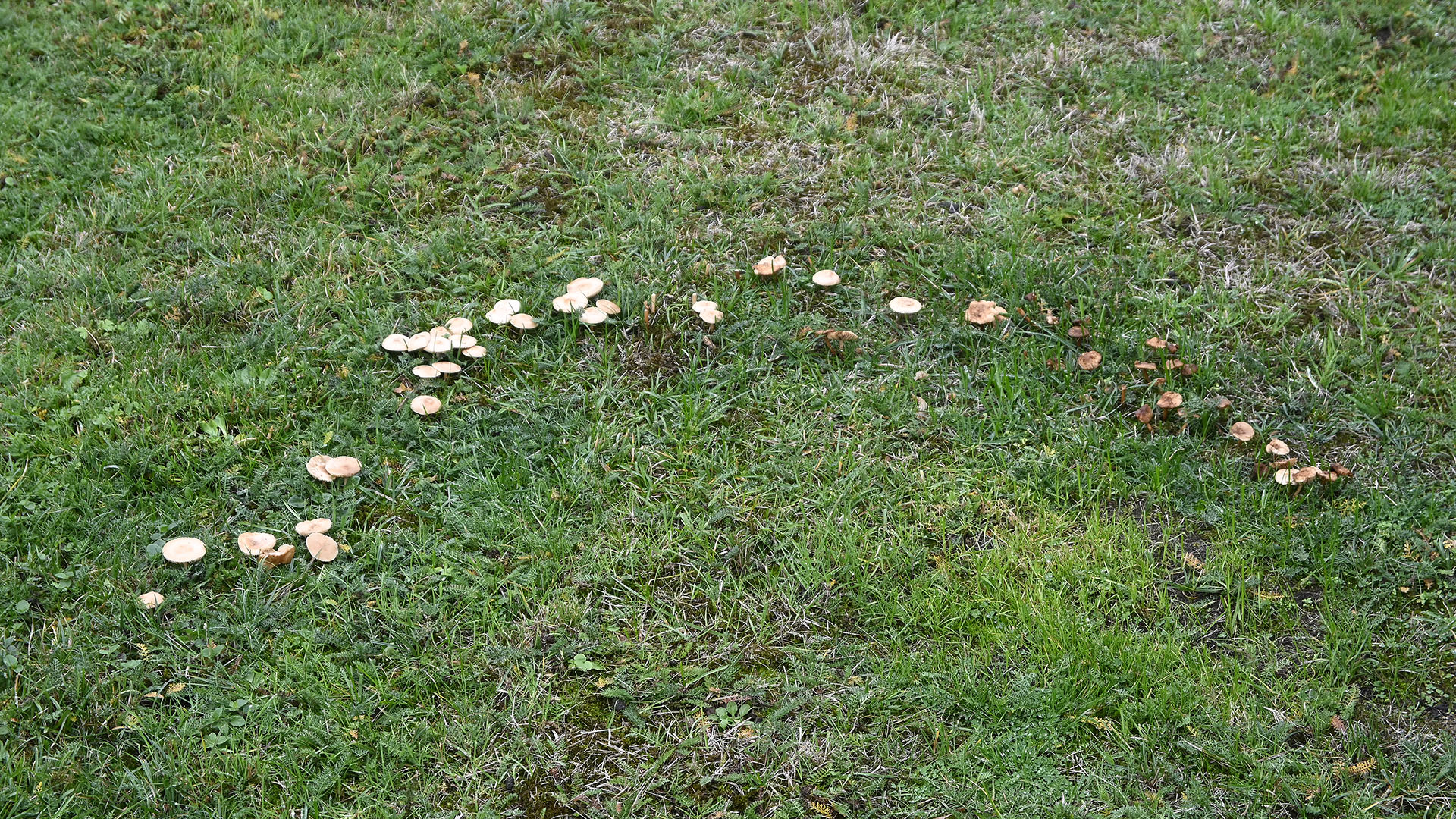 Pilzhalbkreis auf einer Wiese nach dem Regen.