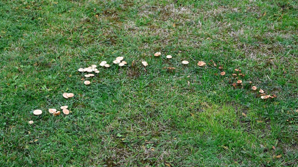 Pilzhalbkreis auf einer Wiese nach dem Regen.