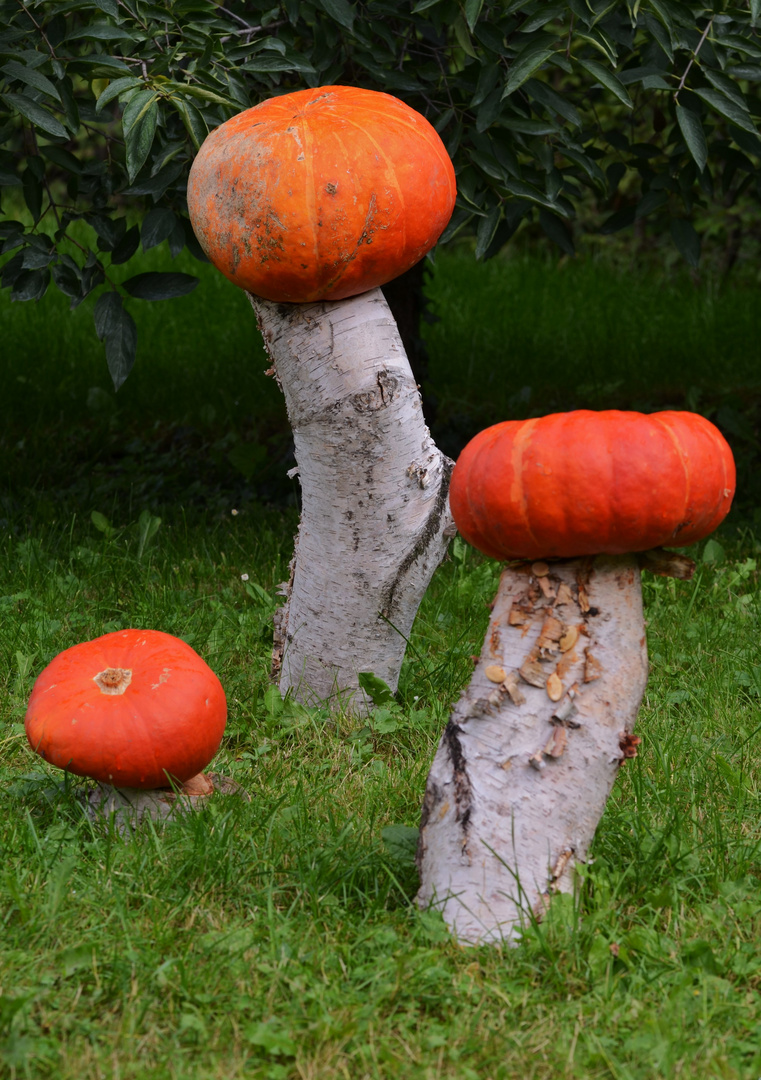 Pilzköpfe zum Erntedank