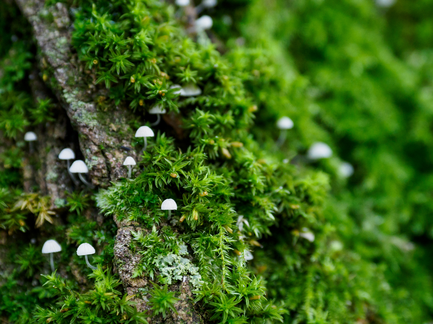 Pilzkolonie am Baum