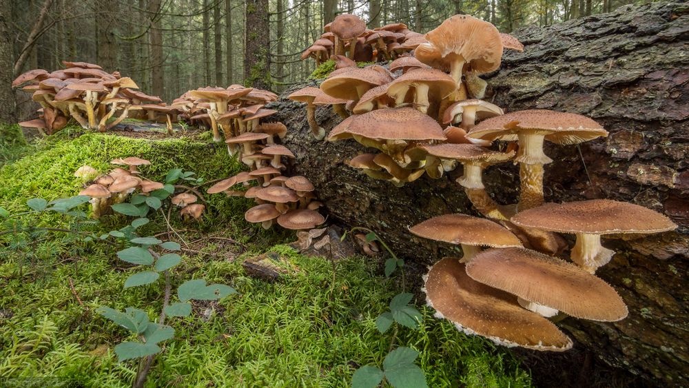 Pilzkolonie | Hallimasch (Armillaria)