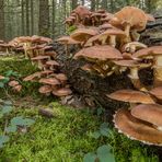 Pilzkolonie | Hallimasch (Armillaria)