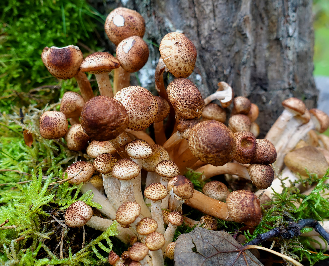 PILZKOLONIE - Schönheiten aus der Natur