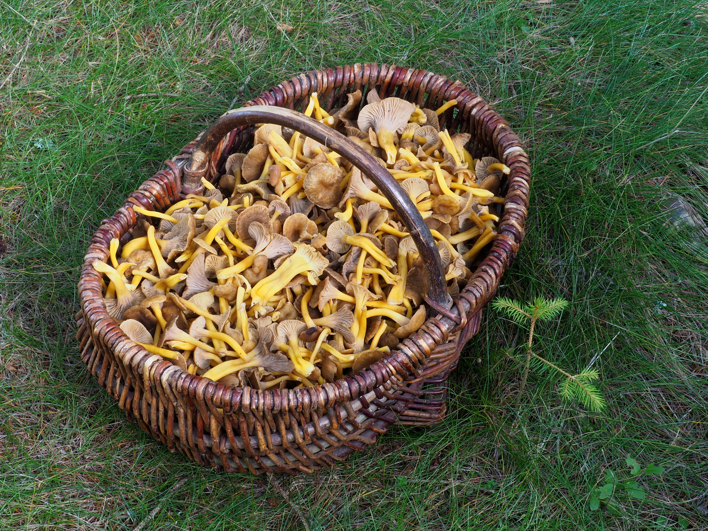 Pilzkorb mit gelbstieligen Trompetenpfifferlingen