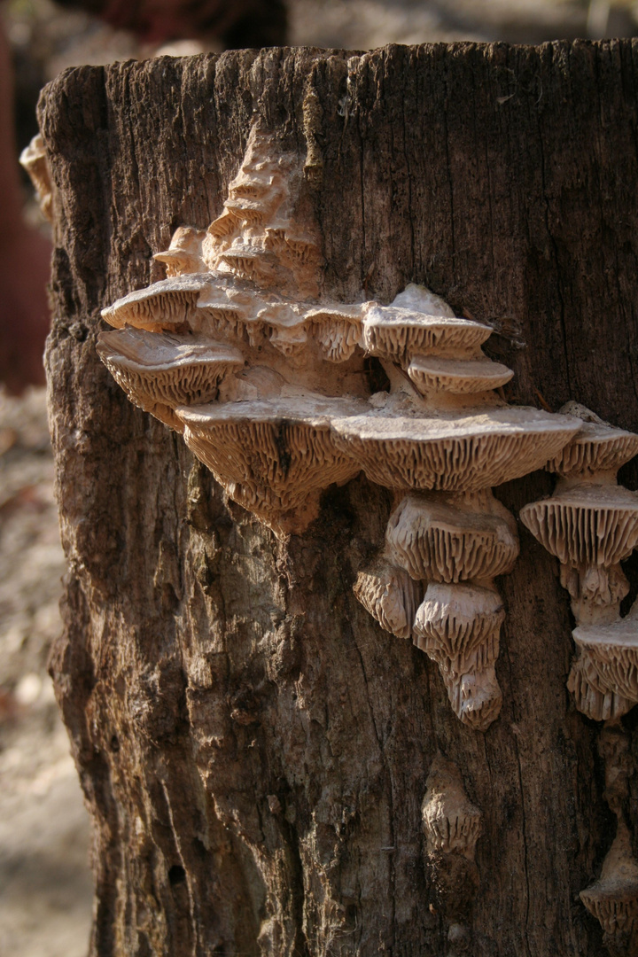 Pilz.Kultur.Zentrum