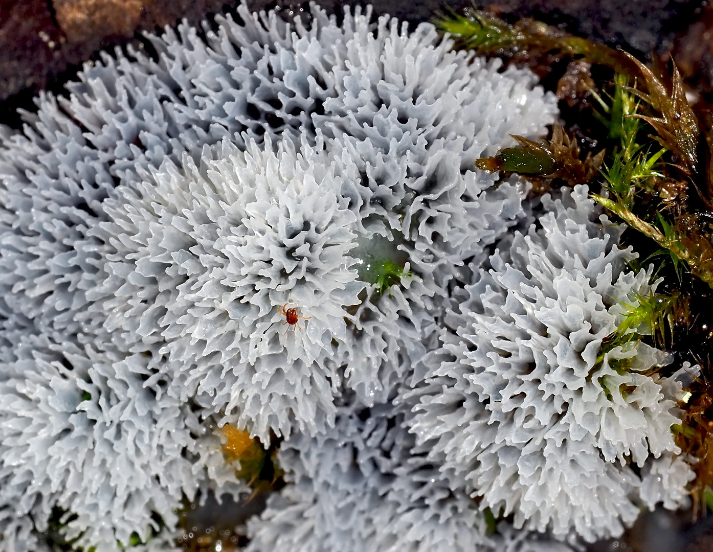 Pilzkunstwerk aus dem tiefen Wald! - Geweihförmiger Schleimpilz (Ceratiomyxa fruticulosa) *