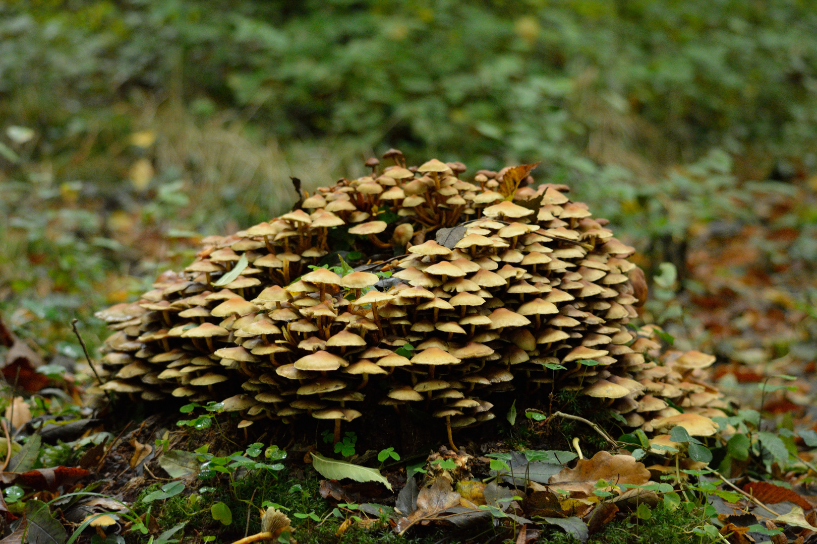 Pilzlandschaft