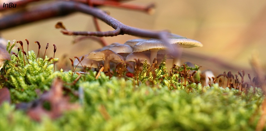 Pilzlandschaft