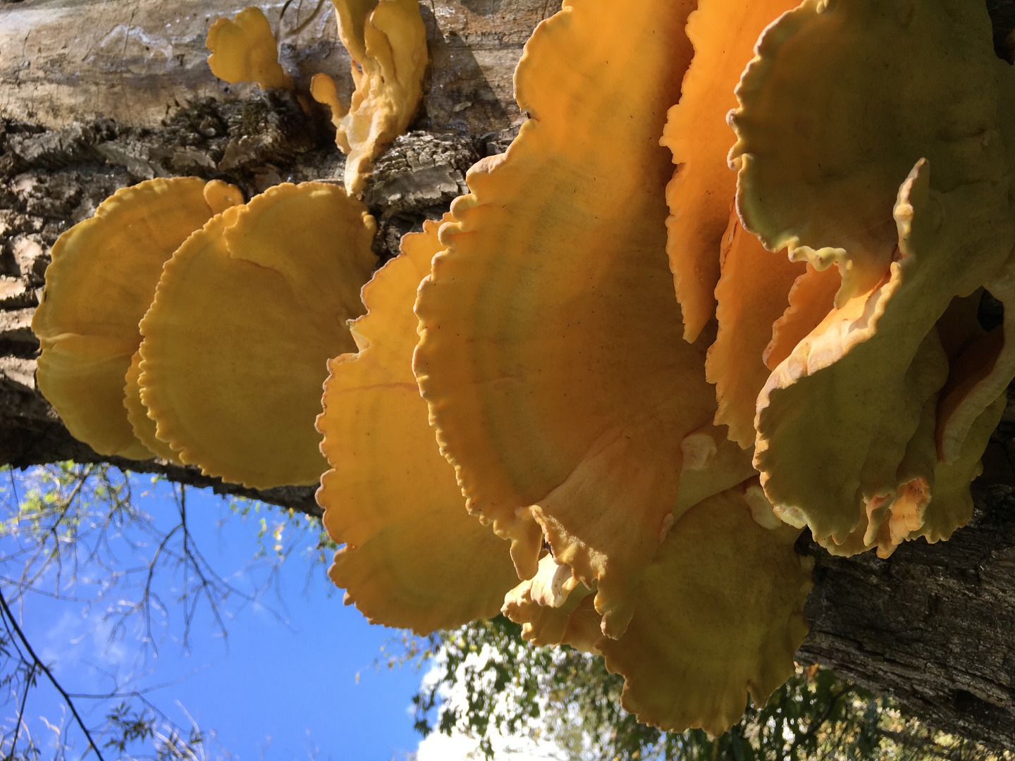 Pilzlandschaft an Baum ...