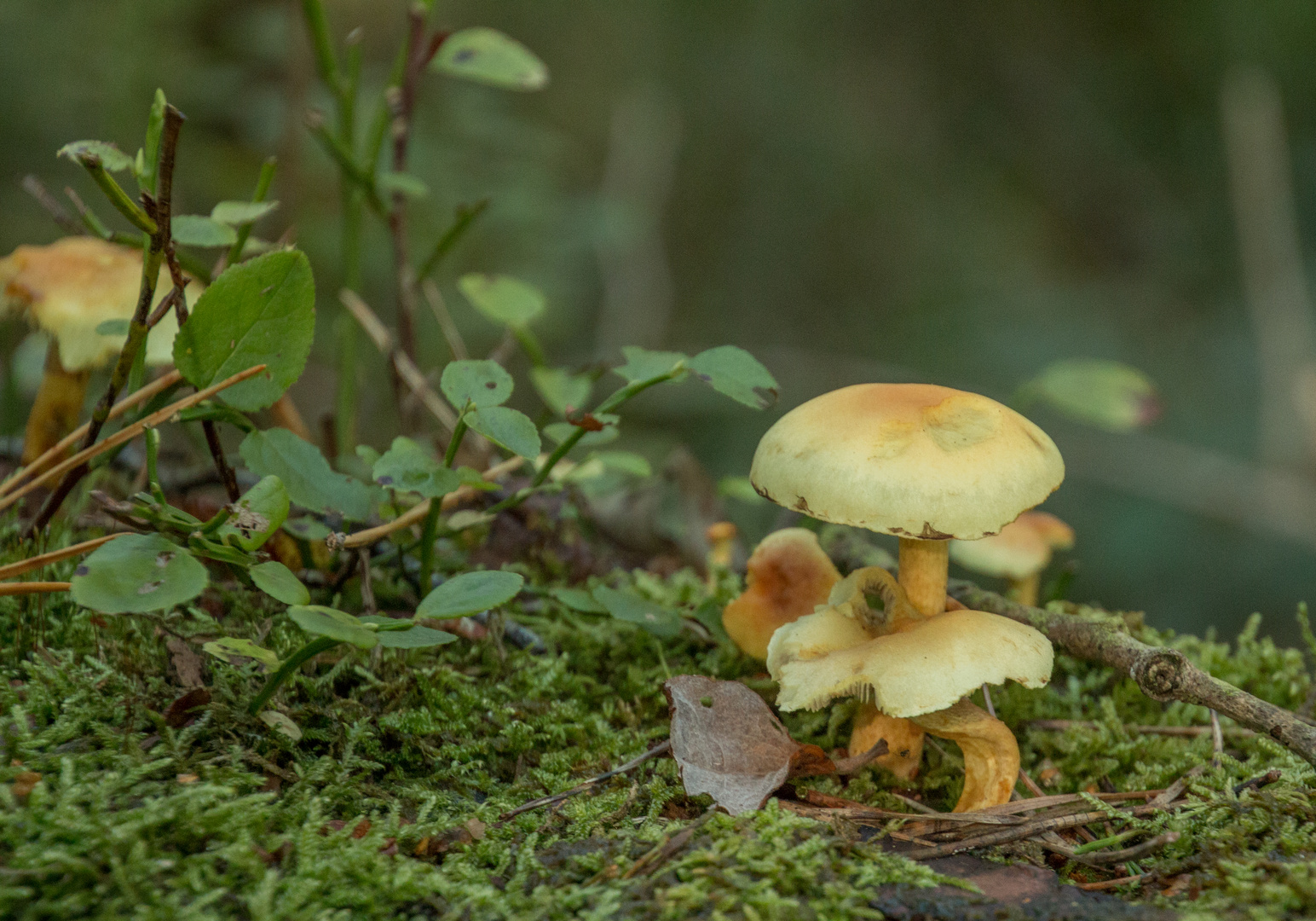 Pilzlandschaft