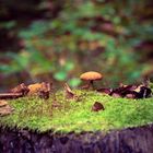 Pilzlein im Wald