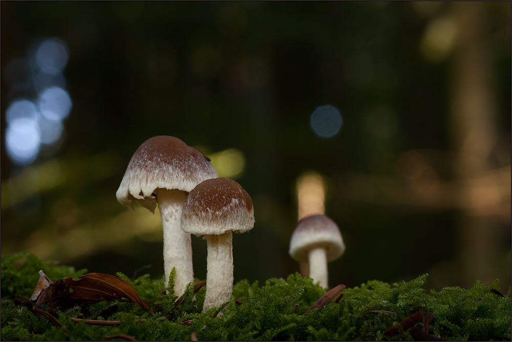 Pilzlertreffen im Bayerischen Wald