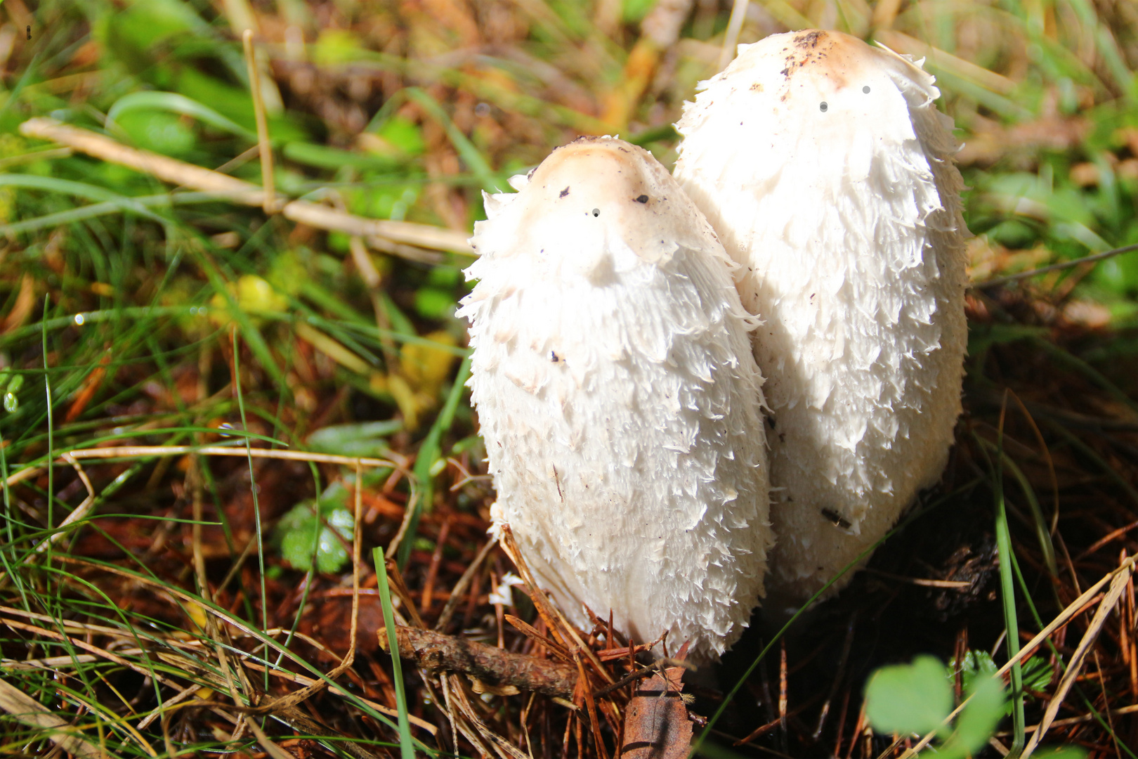 Pilzmännchen im Herbst