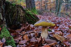 Pilzmotive im Herbstwald