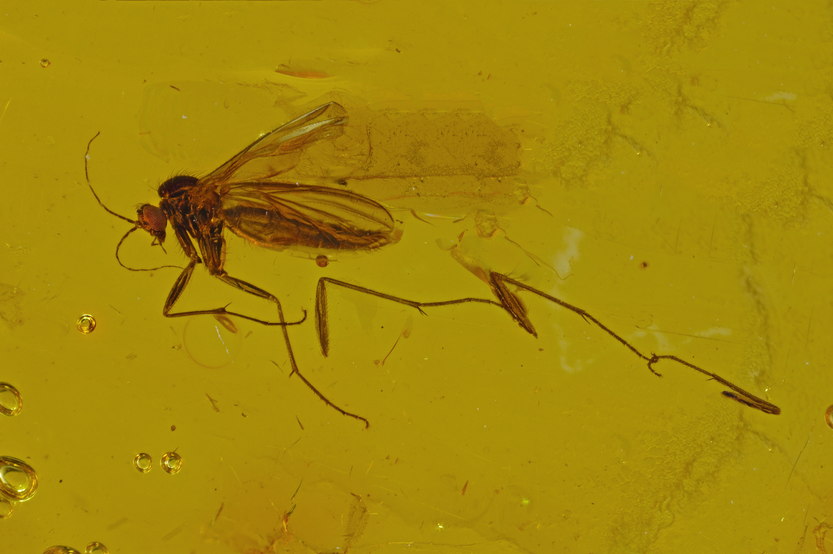  Pilzmücke (Mycetophilidae), BB 16 mm, Aufn. 20,