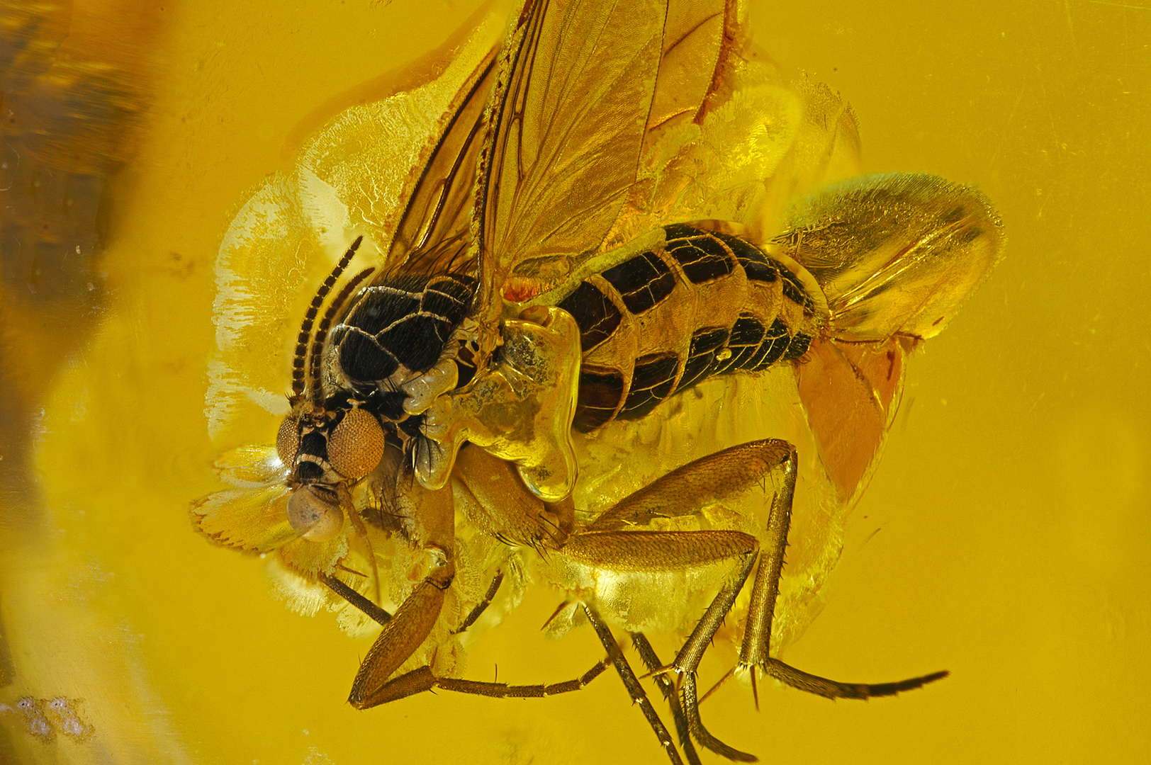  Pilzmücke Mycetophilidae in Bernstein