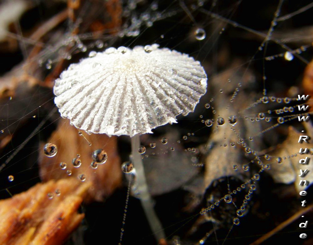 Pilznetze oder Spinnenmycel