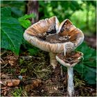 Pilzpaar im Wald von Bayhon