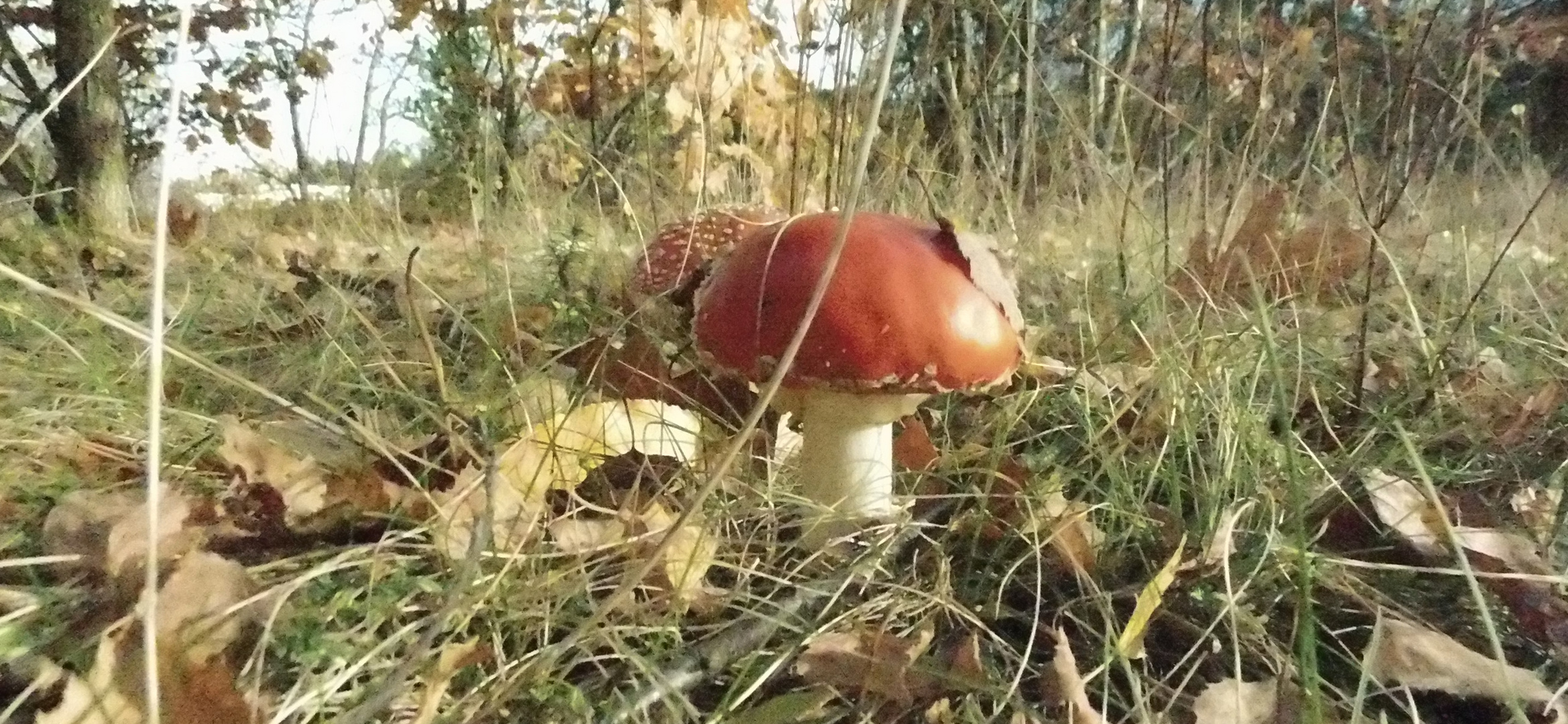 Pilzsaison Foto & Bild fotos, natur, herbst Bilder auf