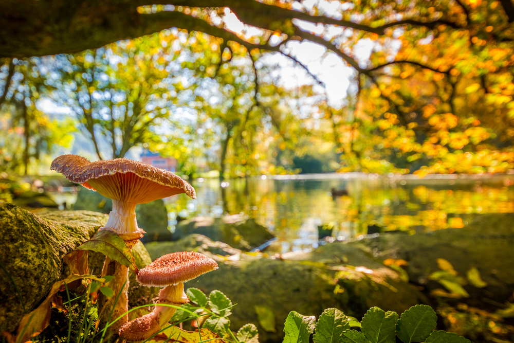 Pilzsaison am Waldsee