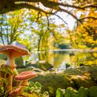 Pilzsaison am Waldsee