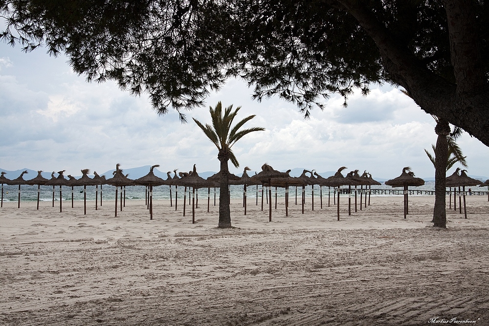 Pilzsaison auf Mallorca