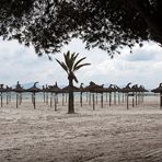 Pilzsaison auf Mallorca