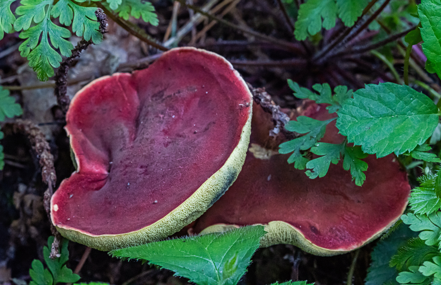 Pilzsaison Foto & Bild rot, natur, nahaufnahme Bilder auf