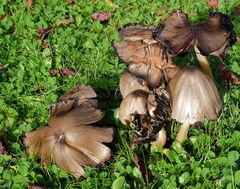 pilz.salat...