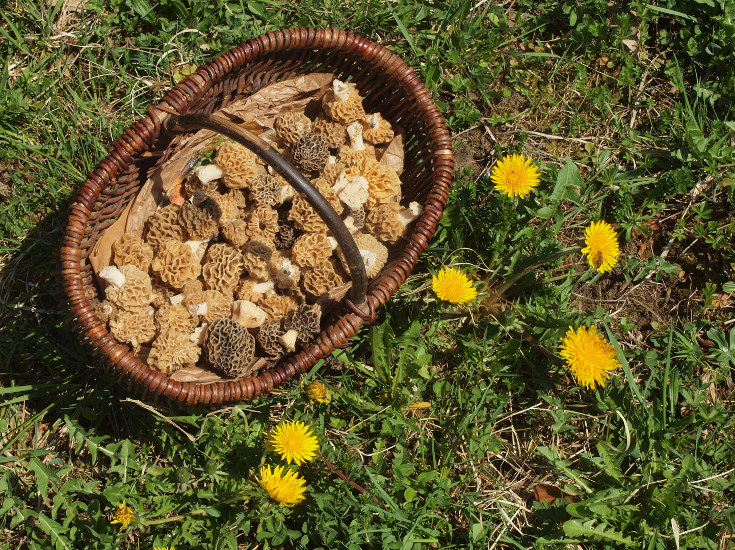 Pilzsammlers Freude: ein Korb mit Morcheln
